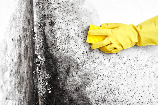 Best Home Mold Removal  in Highland Acres, DE