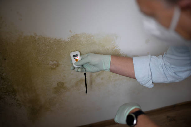 Professional Mold Removal in Highland Acres, DE
