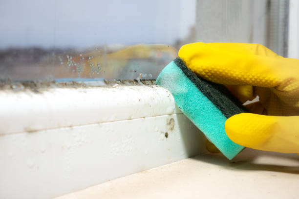 Best Residential Mold Removal  in Highland Acres, DE