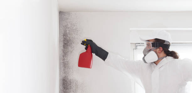 Best Mold Remediation Experts  in Highland Acres, DE