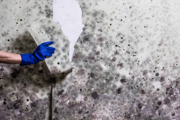 Best Fast Mold Removal  in Highland Acres, DE