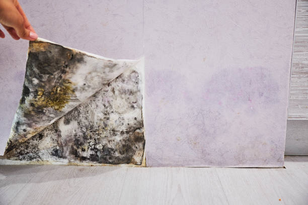 Best Mold Cleaning Services  in Highland Acres, DE